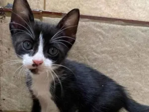 Gato raça SRD-ViraLata idade Abaixo de 2 meses nome Oscar