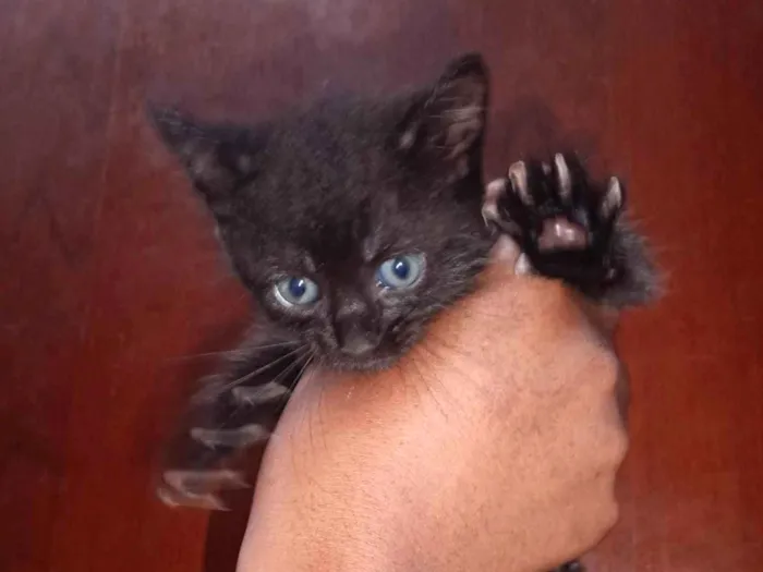 Gato ra a Sphynx idade 2 a 6 meses nome LOUIS BLONDJY