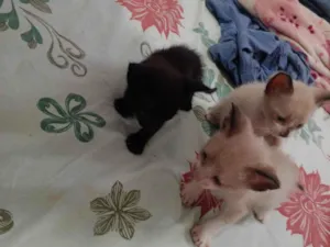 Gato ra a Exótico idade Abaixo de 2 meses nome JAQUELINE SONODA DA SILVA