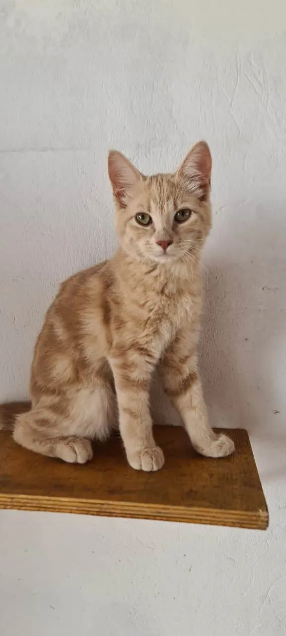 Gato ra a SRD-ViraLata idade 2 a 6 meses nome DINGUS