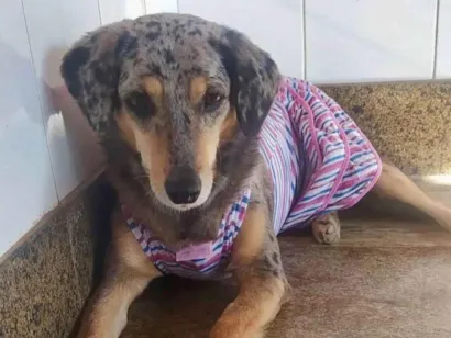 Cachorro raça SRD-ViraLata idade 6 ou mais anos nome Kiara