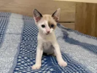 Gato raça SRD-ViraLata idade 2 a 6 meses nome Agostinho