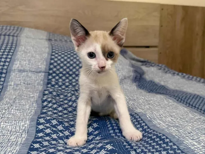 Gato ra a SRD-ViraLata idade 2 a 6 meses nome Agostinho