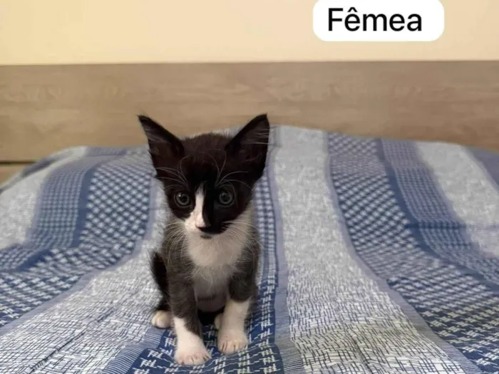 Gato ra a SRD-ViraLata idade 2 a 6 meses nome Meg