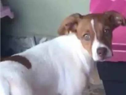 Cachorro raça SRD-ViraLata idade 2 a 6 meses nome Bolota