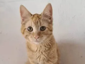 Gato raça SRD-ViraLata idade 2 a 6 meses nome GARFIELD II
