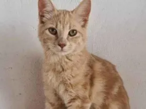 Gato raça SRD-ViraLata idade 2 a 6 meses nome DINGUS