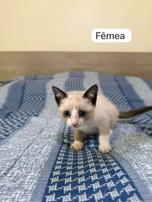 Gato raça SRD-ViraLata idade 2 a 6 meses nome Margareth
