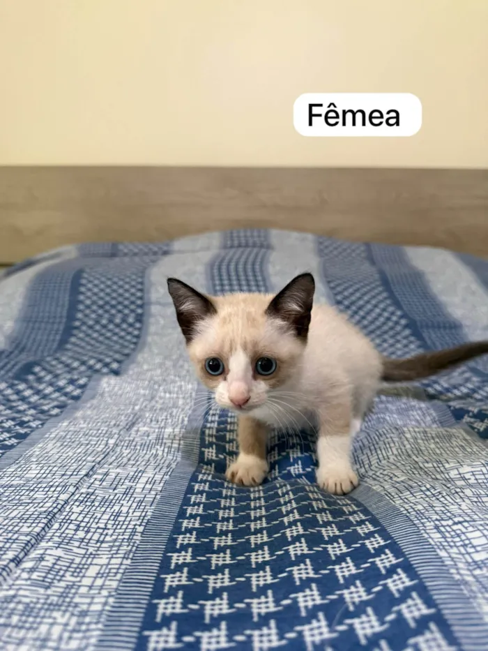 Gato ra a SRD-ViraLata idade 2 a 6 meses nome Margareth