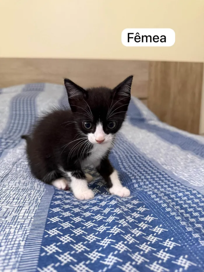 Gato ra a SRD-ViraLata idade 2 a 6 meses nome Docinho
