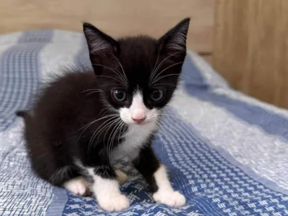 Gato raça SRD-ViraLata idade 2 a 6 meses nome Docinho