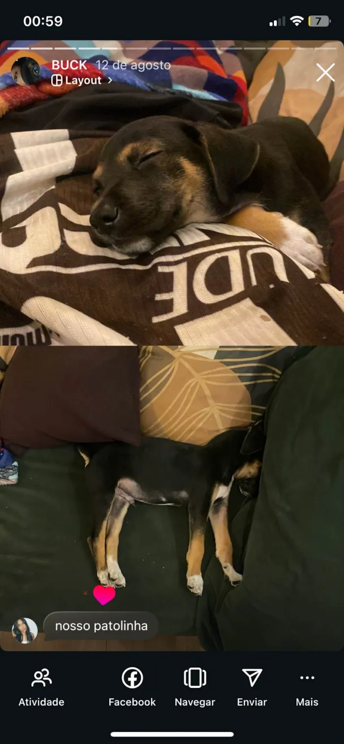 Cachorro ra a SRD-ViraLata idade 2 a 6 meses nome buck