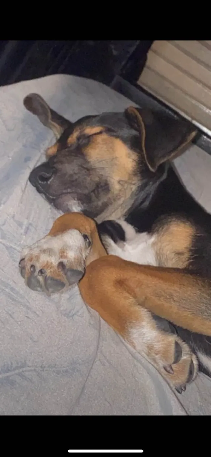 Cachorro ra a SRD-ViraLata idade 2 a 6 meses nome buck