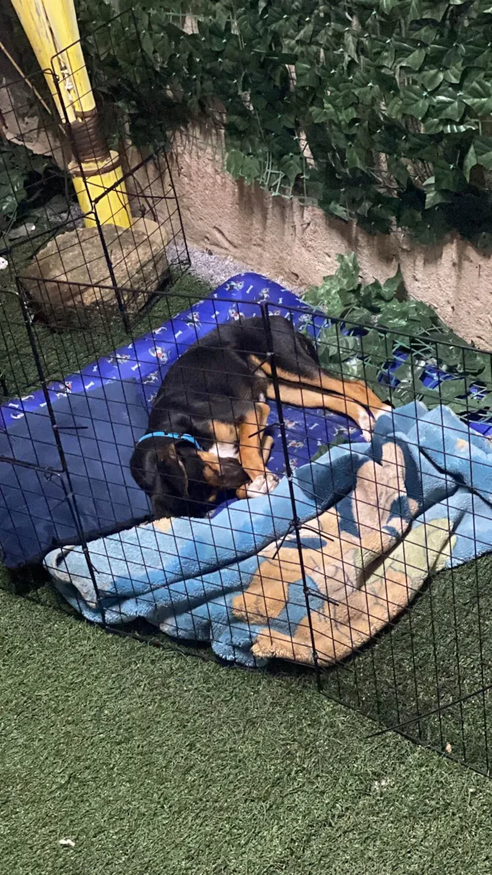 Cachorro ra a SRD-ViraLata idade 2 a 6 meses nome buck