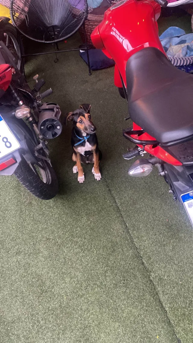 Cachorro ra a SRD-ViraLata idade 2 a 6 meses nome buck