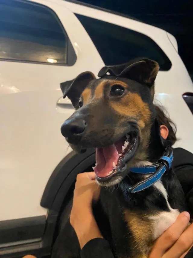 Cachorro ra a SRD-ViraLata idade 2 a 6 meses nome buck