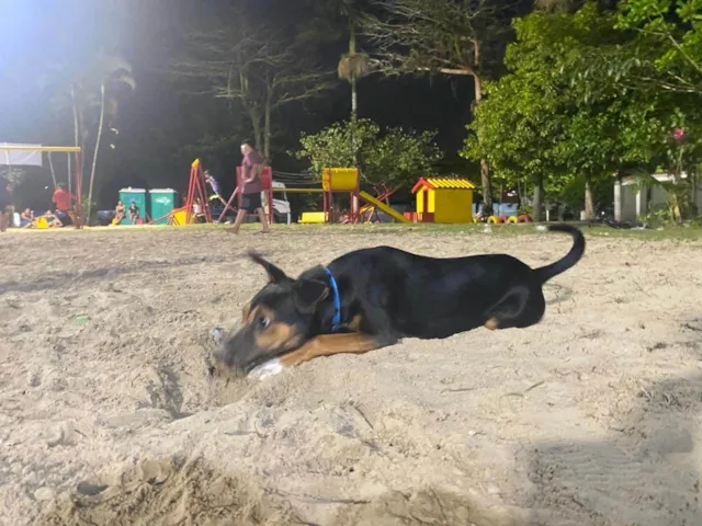 Cachorro ra a SRD-ViraLata idade 2 a 6 meses nome buck