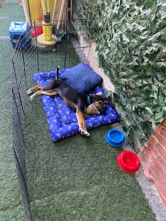 Cachorro ra a SRD-ViraLata idade 2 a 6 meses nome buck