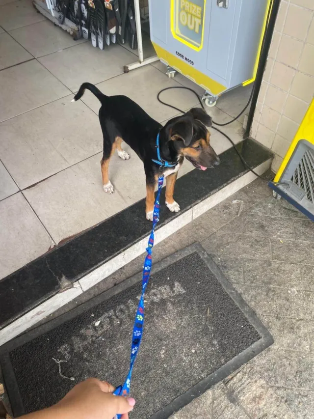 Cachorro ra a SRD-ViraLata idade 2 a 6 meses nome buck