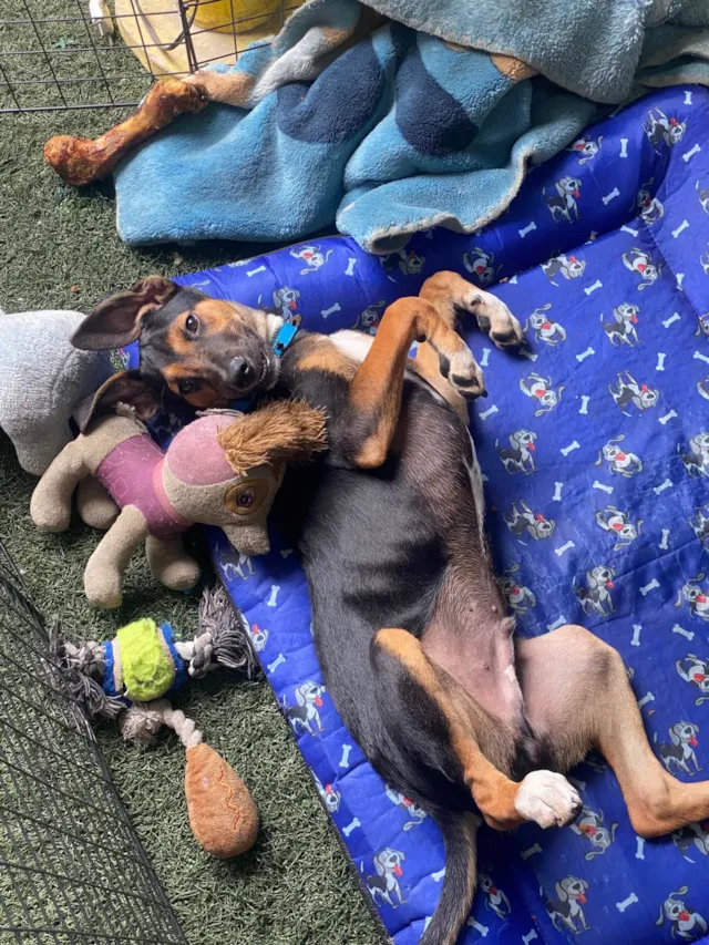 Cachorro ra a SRD-ViraLata idade 2 a 6 meses nome buck