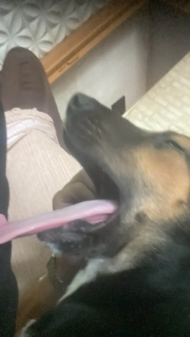 Cachorro ra a SRD-ViraLata idade 2 a 6 meses nome buck