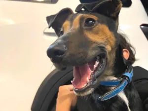 Cachorro raça SRD-ViraLata idade 2 a 6 meses nome buck