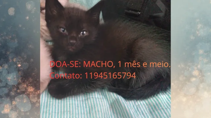 Gato ra a SRD-ViraLata idade Abaixo de 2 meses nome Gatinho