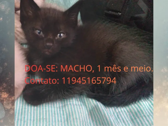 Gato ra a SRD-ViraLata idade Abaixo de 2 meses nome Gatinho