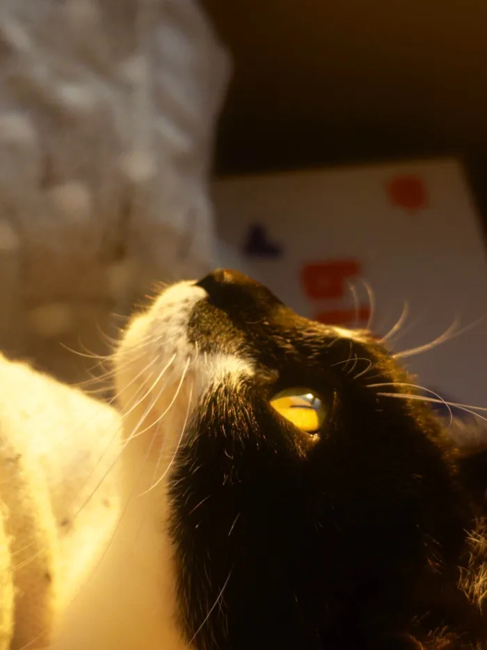 Gato ra a SRD-ViraLata idade 7 a 11 meses nome Marina