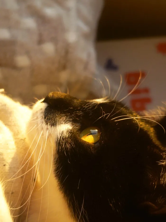 Gato ra a SRD-ViraLata idade 7 a 11 meses nome Marina