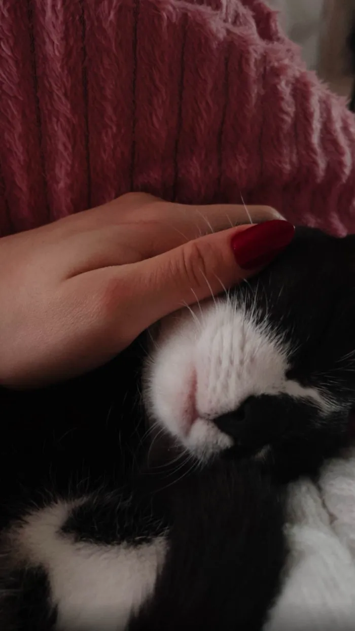 Gato ra a SRD-ViraLata idade 7 a 11 meses nome Marina