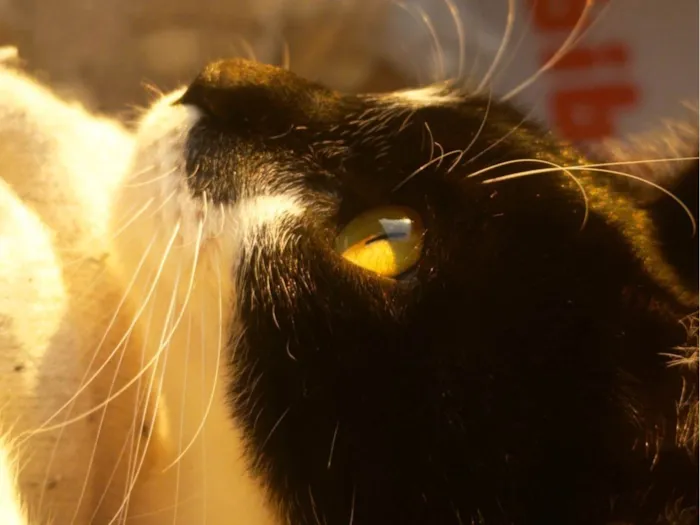 Gato ra a SRD-ViraLata idade 7 a 11 meses nome Marina