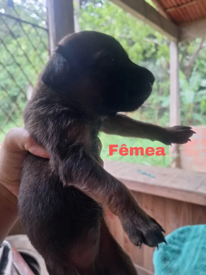 Cachorro ra a SRD-ViraLata idade Abaixo de 2 meses nome Adoção de filhotes Vira-latas 