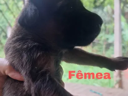 Cachorro raça SRD-ViraLata idade Abaixo de 2 meses nome Adoção de filhotes Vira-latas 