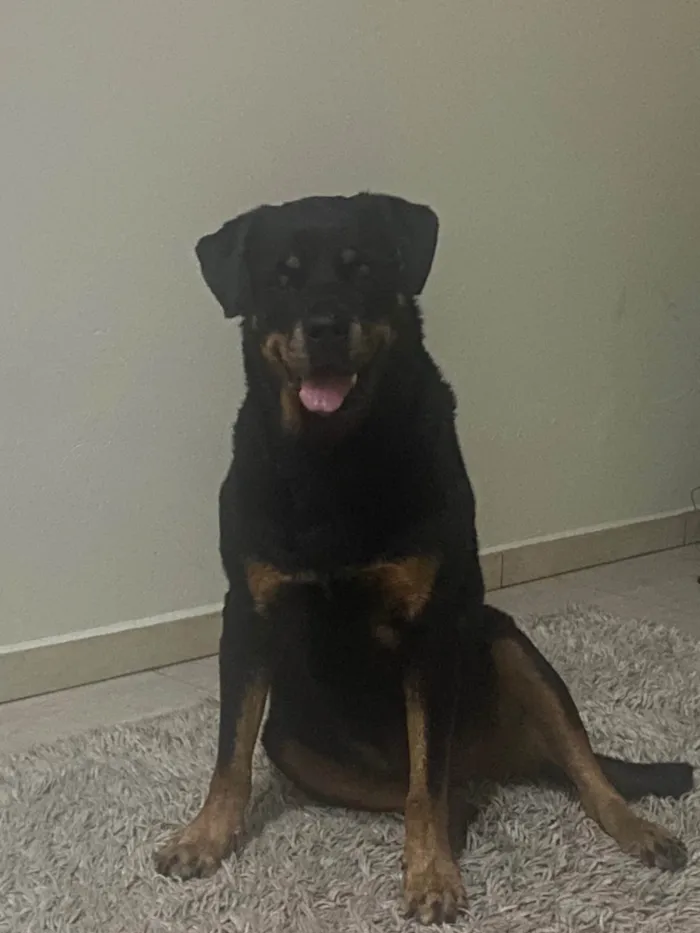 Cachorro ra a Rottweiler idade 6 ou mais anos nome Funny