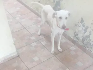 Cachorro ra a Vira lata idade 1 ano nome Thor