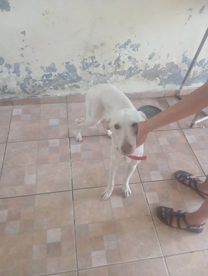 Cachorro ra a SRD-ViraLata idade 1 ano nome Thor