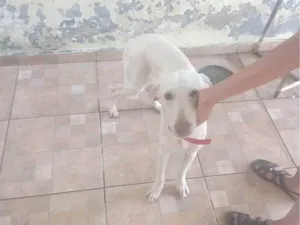 Cachorro raça SRD-ViraLata idade 1 ano nome Thor