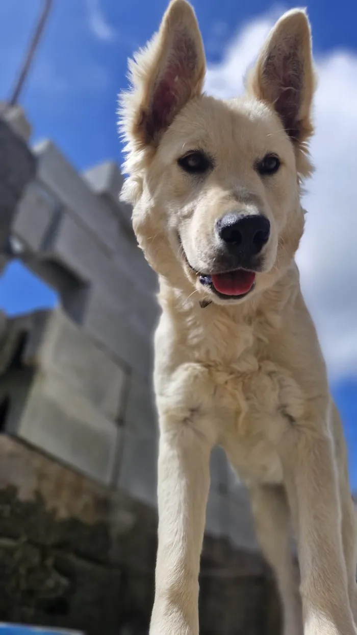 Cachorro ra a Pastor Alemão idade 7 a 11 meses nome Olaf