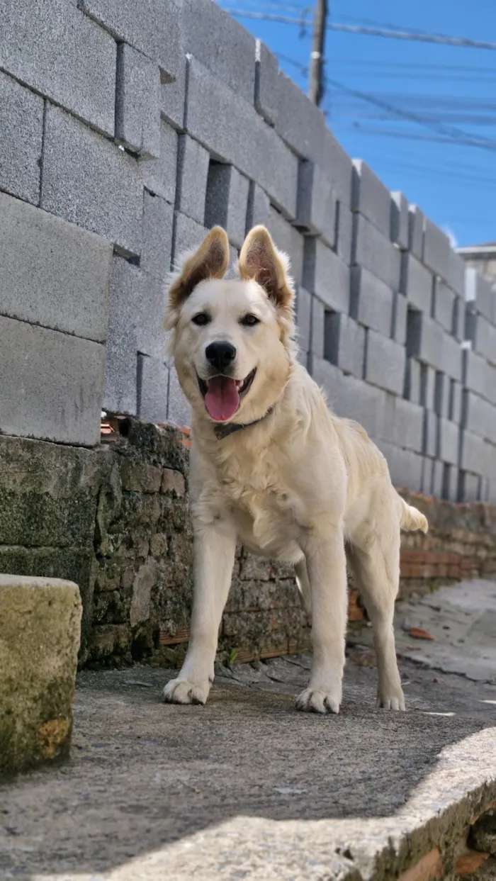 Cachorro ra a Pastor Alemão idade 7 a 11 meses nome Olaf