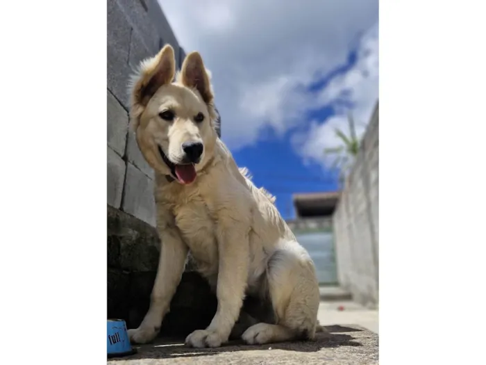 Cachorro ra a Pastor Alemão idade 7 a 11 meses nome Olaf