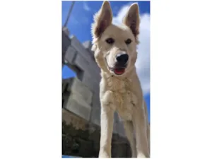 Cachorro raça Pastor Alemão idade 7 a 11 meses nome Olaf