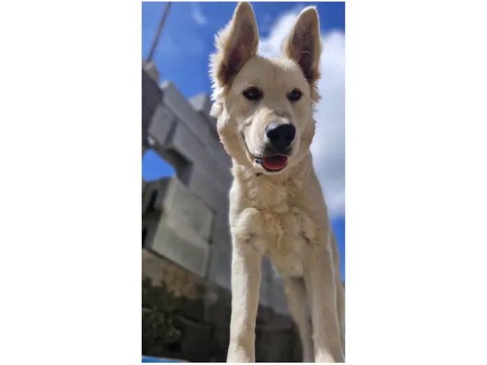 Cachorro ra a Pastor Alemão idade 7 a 11 meses nome Olaf