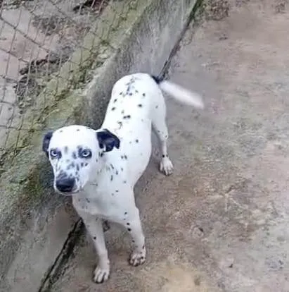 Cachorro ra a Dálmata idade 7 a 11 meses nome ZURI