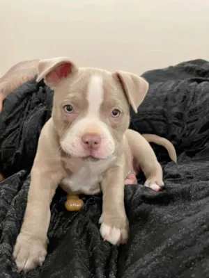 Cachorro raça Pit-Bull idade 2 a 6 meses nome Pitbull filhote 