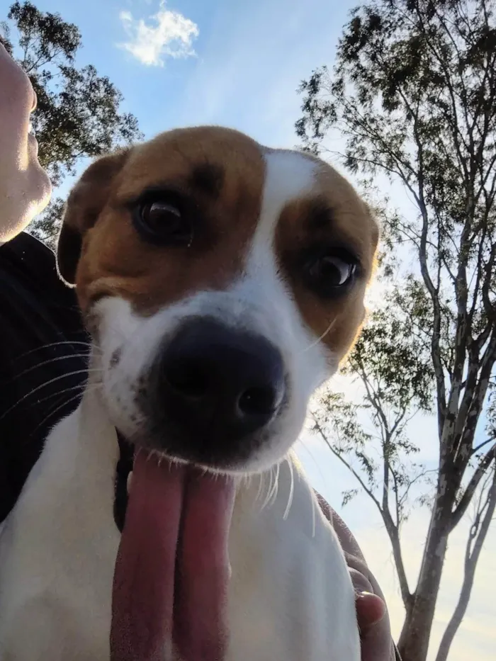 Cachorro ra a SRD-ViraLata idade 2 anos nome Catrina 