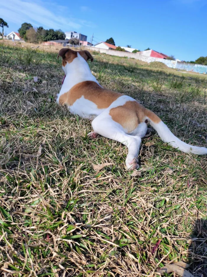 Cachorro ra a SRD-ViraLata idade 2 anos nome Catrina 