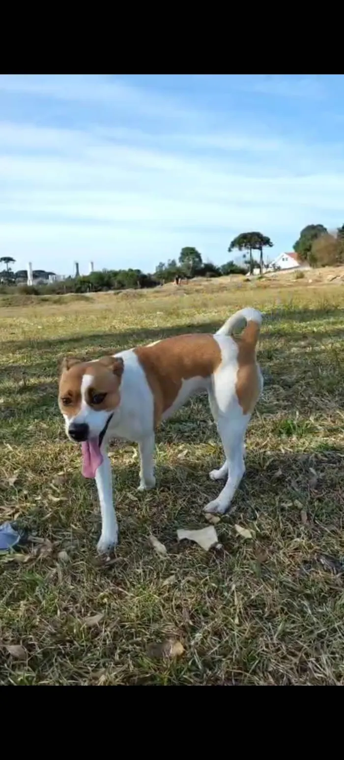 Cachorro ra a SRD-ViraLata idade 2 anos nome Catrina 