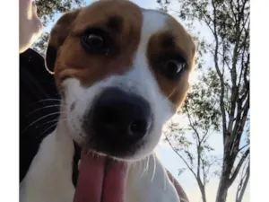 Cachorro raça SRD-ViraLata idade 2 anos nome Catrina 