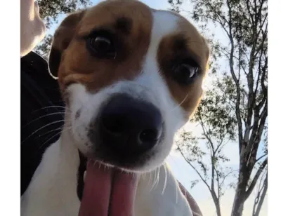 Cachorro raça SRD-ViraLata idade 2 anos nome Catrina 